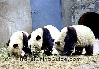 Lovely pandas eating the bamboo